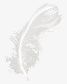 Feathers White Black Feather Download Hd Png Clipart - Feather, Transparent Png, Transparent PNG