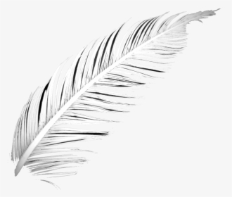 Poetry Feather Png - Lightest, Transparent Png, Transparent PNG