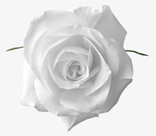 White Rose And Leaf, HD Png Download, Transparent PNG