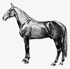 Vintage Horse Silhouette - Vintage Horse Clip Art, HD Png Download, Transparent PNG