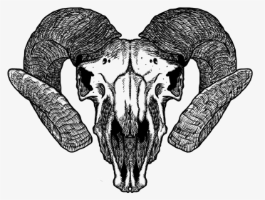 Aries - Transparent Animal Skull Art, HD Png Download, Transparent PNG