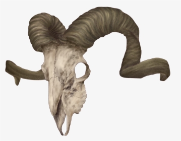Animal Horn Png - Ram Skull Reference, Transparent Png , Transparent Png  Image - PNGitem
