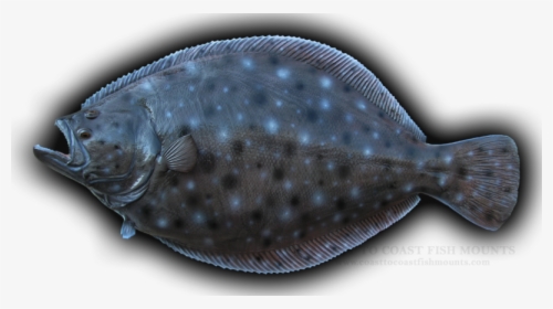 Summer Flounder Transparent Background, HD Png Download, Transparent PNG
