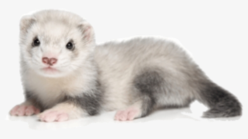 Ferret Png Picture - White And Gray Ferret, Transparent Png, Transparent PNG