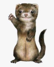 #ferret #cute #freetoedit - Ferret Kawaii, HD Png Download, Transparent PNG