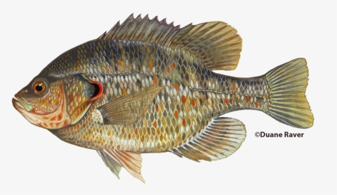 Redearsunfish - Bluegill Fish, HD Png Download, Transparent PNG