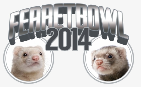 Cannonball The Ferret - Sable Ferret, HD Png Download, Transparent PNG