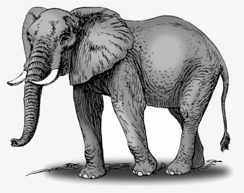Elephant Free Elephants Clipart Graphics Image And - Elephant Drawing With Color, HD Png Download, Transparent PNG