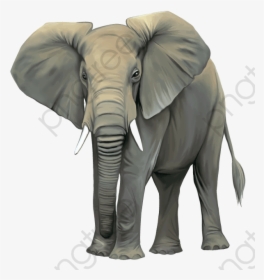 Elephant Clipart Realistic Transparent - Elephant Wild Animals Clipart, HD Png Download, Transparent PNG
