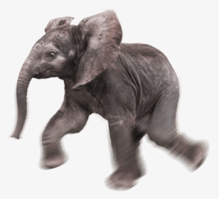 Baby Elephant Png - Baby Elephant Transparent Background, Png Download, Transparent PNG