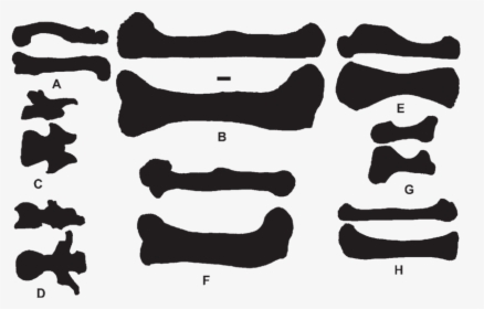 Silhouettes Of Various Bones In Dorsal And Lateral - Silhouette, HD Png Download, Transparent PNG