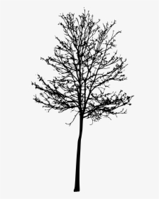 Tree Silhouette Png Roots - Tree With Roots Silhouettes, Transparent Png, Transparent PNG