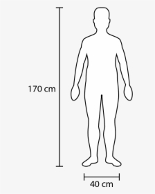 Width And Height Of A Fairly Average Adult - Person In Scale, HD Png Download, Transparent PNG