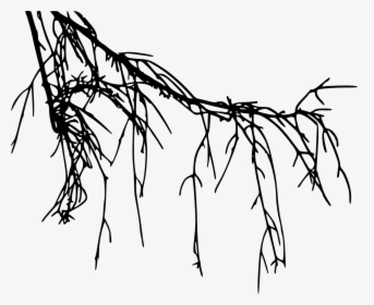 Tree Root Silhouette, HD Png Download, Transparent PNG