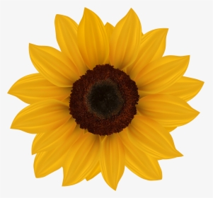Sunflower Png Clipart Image - Flower Clip Art Sunflower, Transparent Png, Transparent PNG