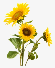 Snack Gluten Sunflower Nut Seed Sunflowers Common Clipart - Sunflower Png, Transparent Png, Transparent PNG