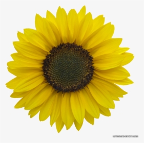 Download Sunflower Images Free - Clear Background Sunflower Png Transparent, Png Download, Transparent PNG