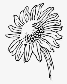 Black And White Sunflower Clipart Png, Transparent Png, Transparent PNG