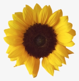 Sunflower - Sunflower Png, Transparent Png, Transparent PNG