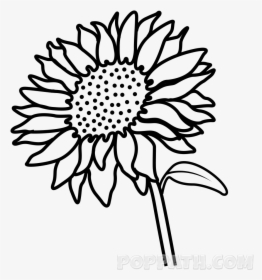 How To Draw A Sunflower Pop Path - Outline Drawing Of Sunflower, HD Png Download, Transparent PNG
