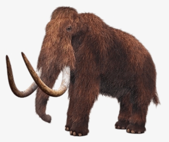 Wooly Mammoth, HD Png Download, Transparent PNG