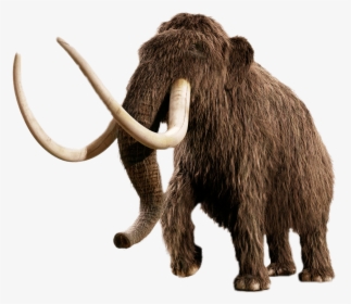 Mammoth - Woolly Mammoth No Background, HD Png Download, Transparent PNG