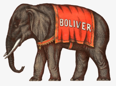 Elephant,elephants And Mammoths,indian Elephant,terrestrial - Circus Elephant Illustration, HD Png Download, Transparent PNG