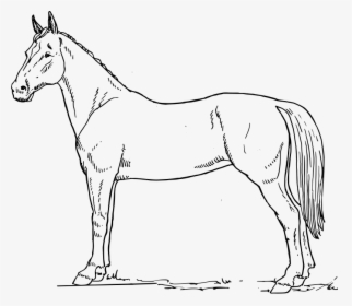 Free Vector Horse Scheme - Horse Black And White Drawing, HD Png Download, Transparent PNG