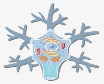 An Image Showing The Neuron Cell Body And It S Structures - Nerve Cell Body Structure, HD Png Download, Transparent PNG