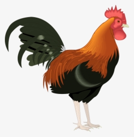 Free Vector Bird - Rooster Clipart, HD Png Download, Transparent PNG
