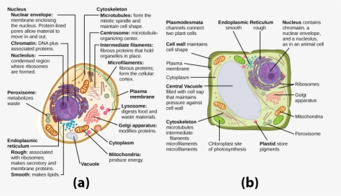 This Illustration Shows A Typical Eukaryotic Animal - Plant Cell Cytoskeleton Clipart, HD Png Download, Transparent PNG