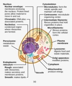 This Illustration Shows A Typical Eukaryotic Cell, - Animal Cells And Structure, HD Png Download, Transparent PNG