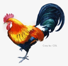 Kukkuta Sastra Chicken Star Vector Rooster - Cock Png, Transparent Png, Transparent PNG