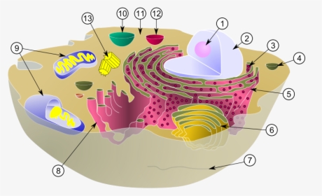 Diagram Of A Typical Animal Cell With Its Organelles - Intracellular Fluid In Cell, HD Png Download, Transparent PNG