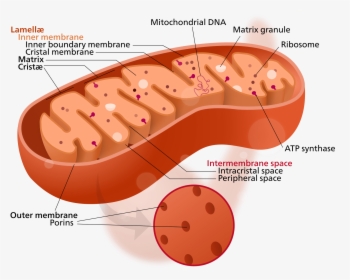 Golgi Bodies Vs Mitochondria - Cytoplasm In The Mitochondria, HD Png Download, Transparent PNG