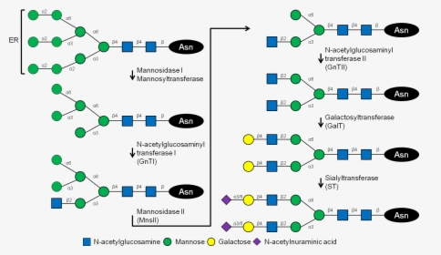 Glycosylation In Humans, HD Png Download, Transparent PNG