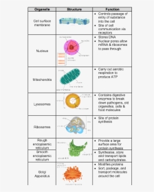 Picture - Level Biology Cell Structure, HD Png Download, Transparent PNG