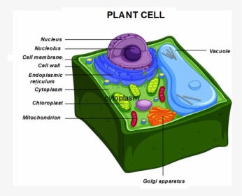 Anatomy Of Plant Cell, HD Png Download, Transparent PNG