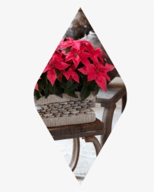 Poinsettia, HD Png Download, Transparent PNG