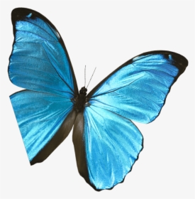 Butterfly-pic - Lycaenid, HD Png Download, Transparent PNG
