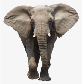 Asian Elephant Clipart Gray Elephant - Elephant Png, Transparent Png, Transparent PNG
