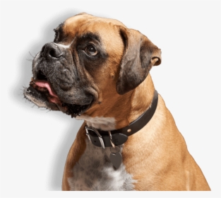 Boxer Dog Transparent, HD Png Download, Transparent PNG
