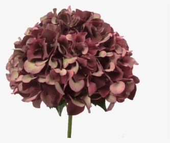 Hydrangea Ruby Red Classic - Bouquet, HD Png Download, Transparent PNG