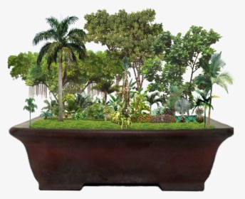 #tropical #garden #jungle #palmtrees #trees #plants - Ficus Lyrata, HD Png Download, Transparent PNG