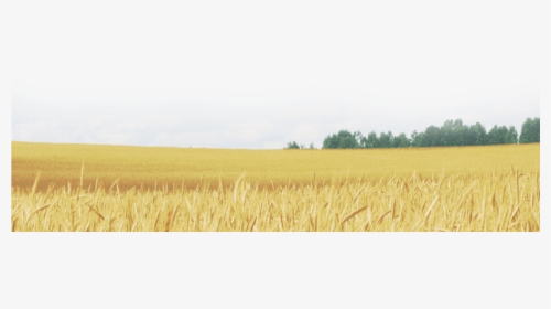 Wheat Field Png - Field, Transparent Png, Transparent PNG