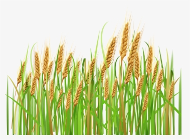 Collection Of Crop - Wheat Crops Clipart, HD Png Download, Transparent PNG