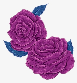 Rosa × Centifolia, HD Png Download, Transparent PNG