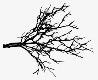 Branch Portable Network Graphics Clip Art Tree Twig - Tree Branches Transparent Background, HD Png Download, Transparent PNG