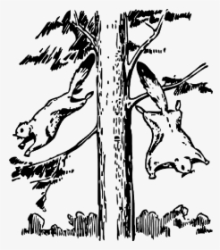 Animals, Outline, Tree, Cartoon, Flying, Squirrel - Flying Squirrel Clipart Black And White, HD Png Download, Transparent PNG