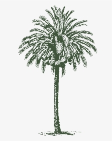Date, Palm, Tree, Arabian, Date-palm, Trunk - Date Palm Tree Diameter, HD Png Download, Transparent PNG